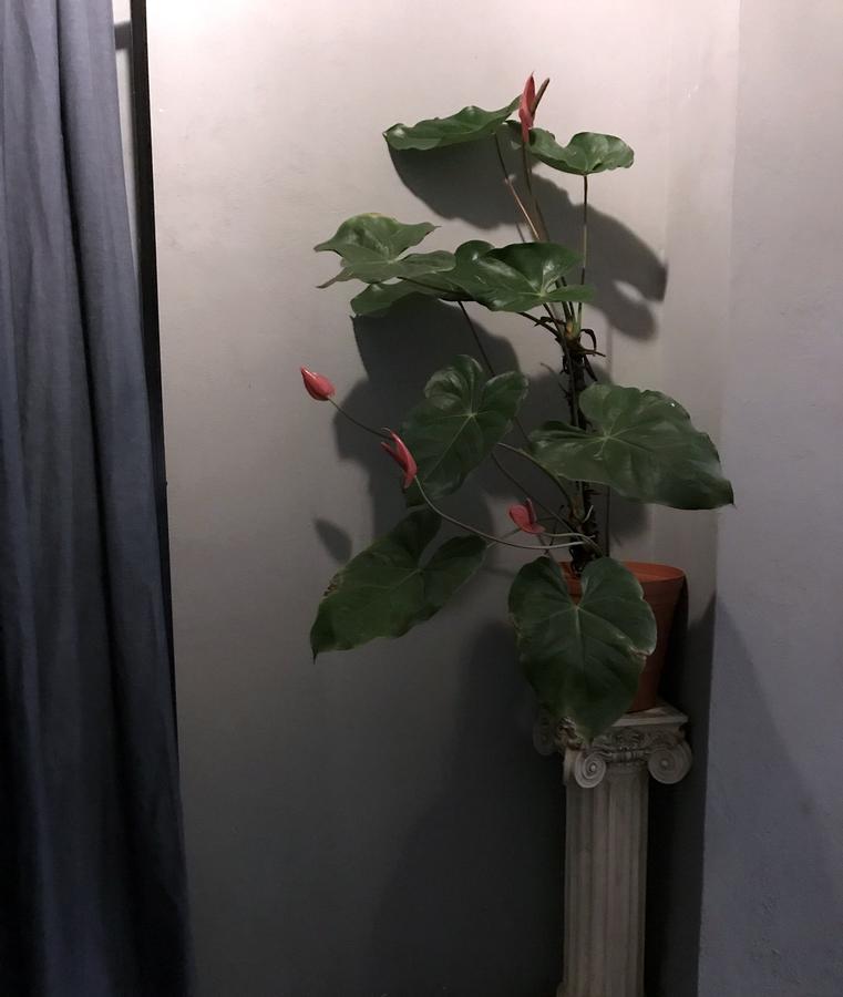 Colonia Americana Two Level Loft 瓜达拉哈拉 外观 照片